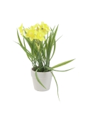 Narcis v květináči, 22 cm Narcis v květináči, 22 cm