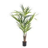 Kentia palma, 120cm