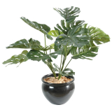 Philodendron palma, 85cm