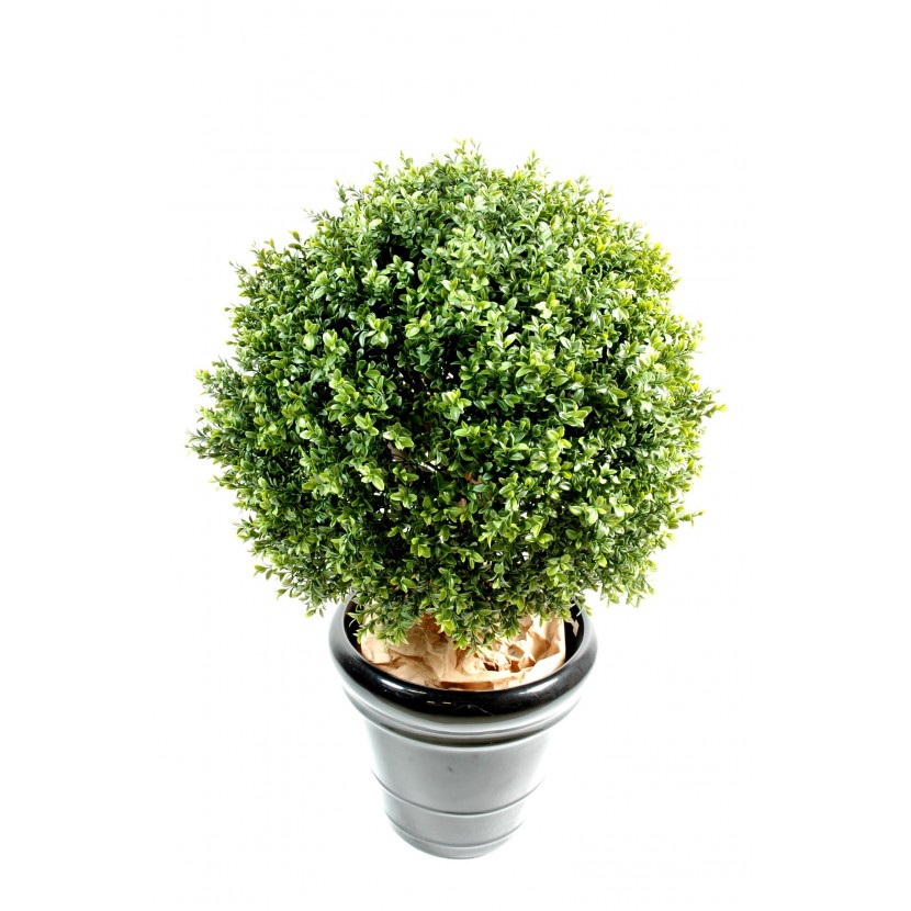 Zimostráz - Buxus koule průměr 25cm, 35cm
