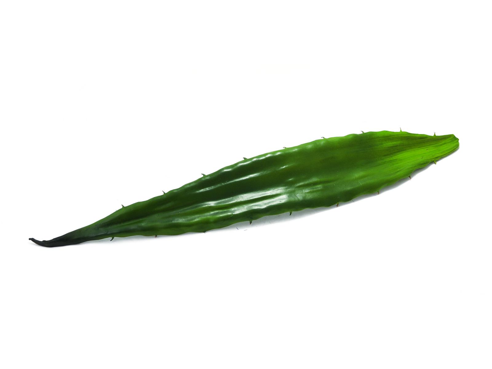 Aloe kaktus list, 60cm