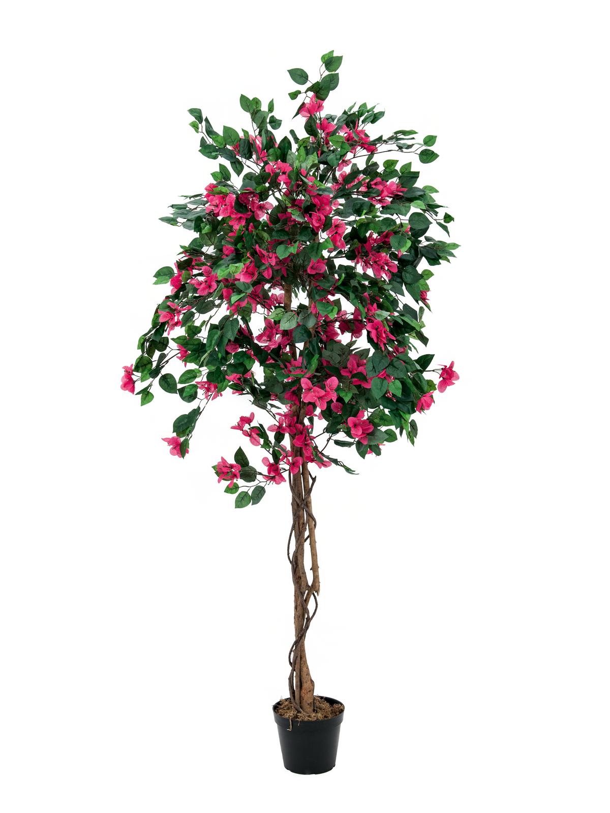 Bougainvillea strom - přírodní kmen, červená, 150cm