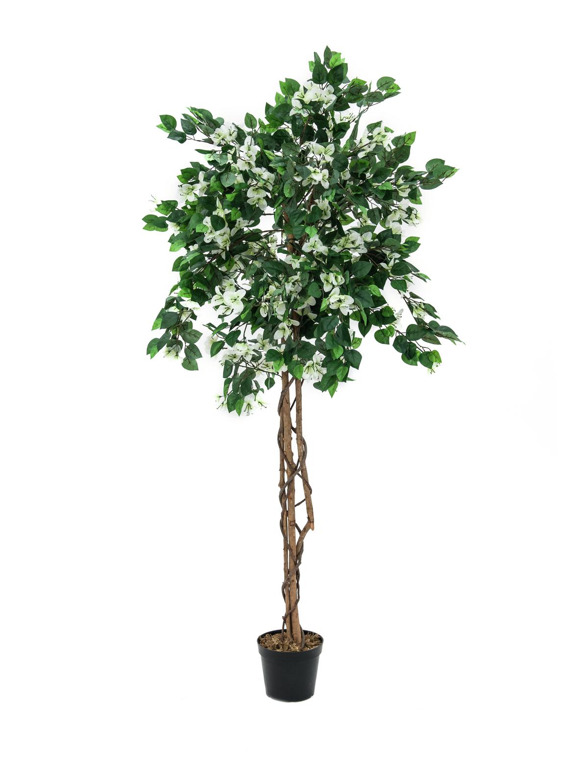 Bougainvillea strom - přírodní kmen, bílá, 150cm