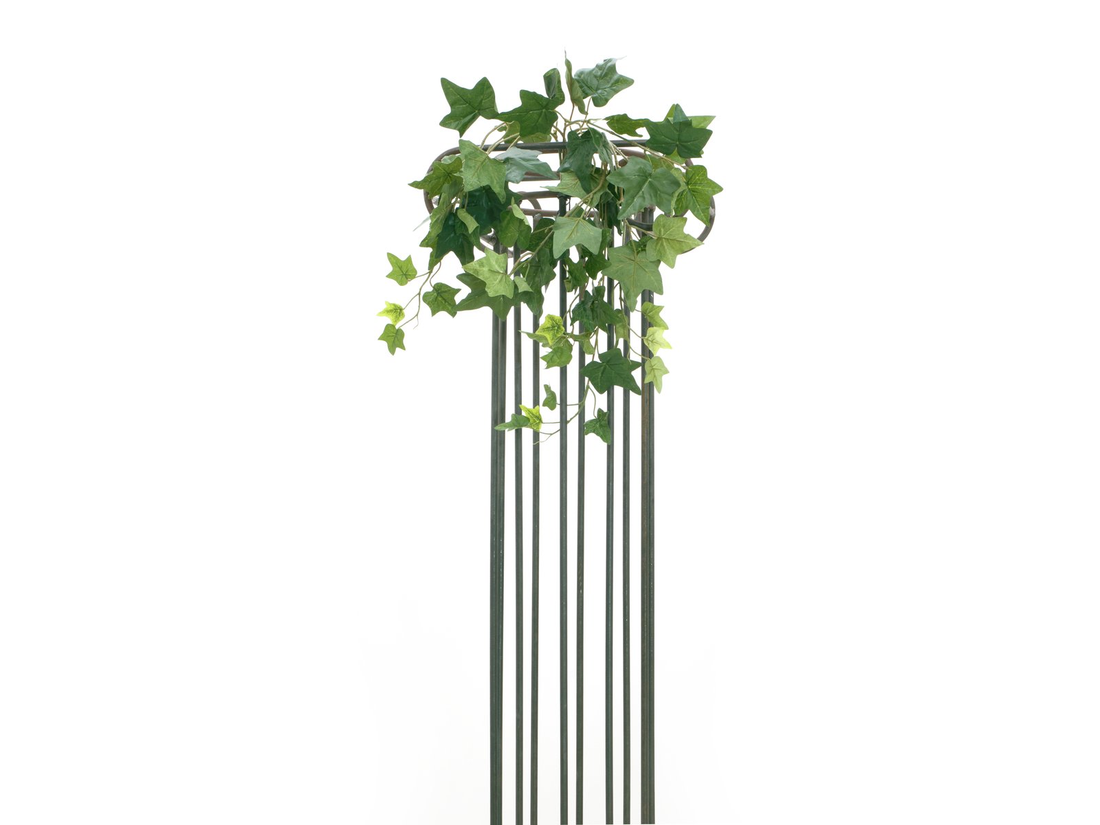 Popínavý Břečťan 70 listů, 60cm