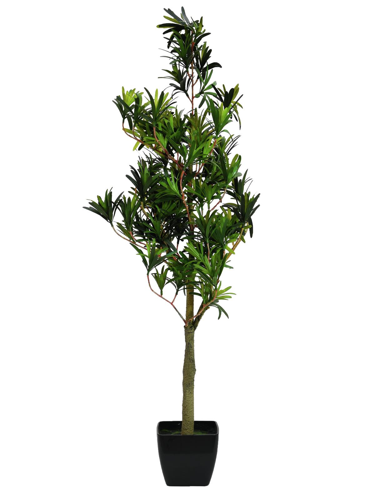 Podocarpus strom, 90cm
