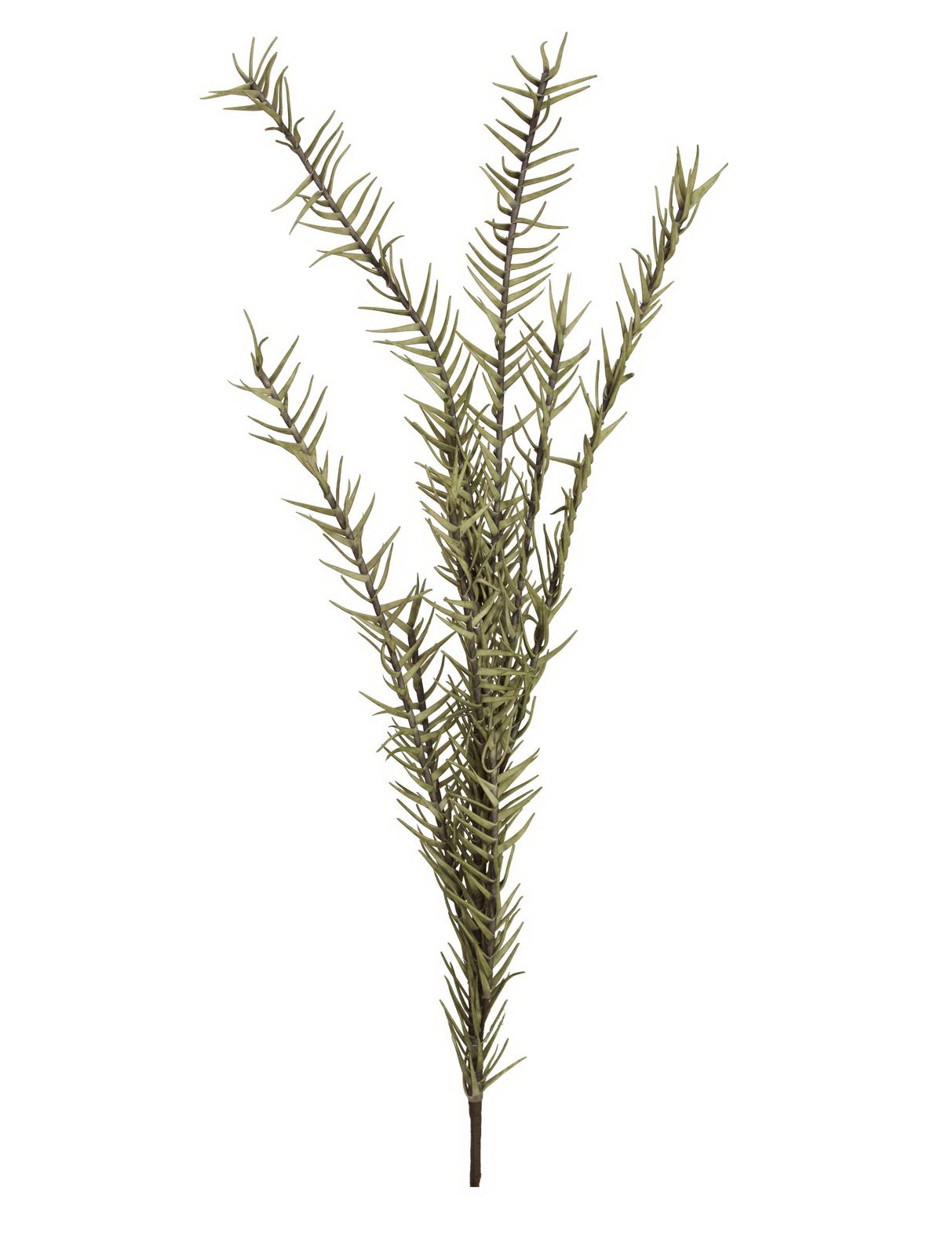 Rozmarýna větvička, 120cm