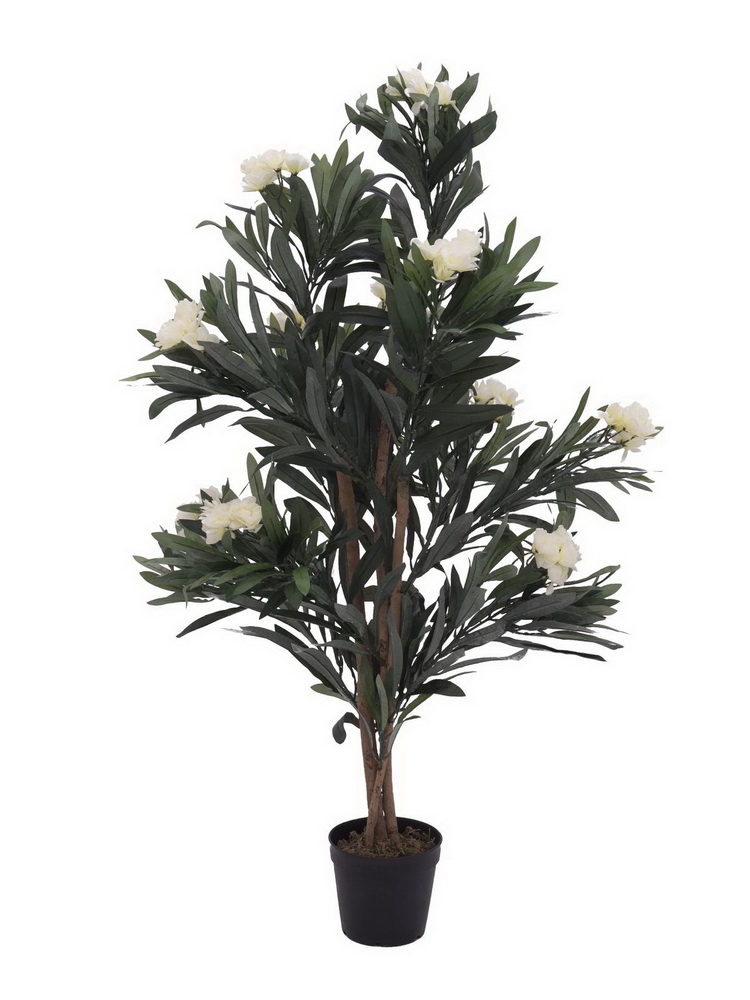 Oleandr s bílými květy, 120 cm