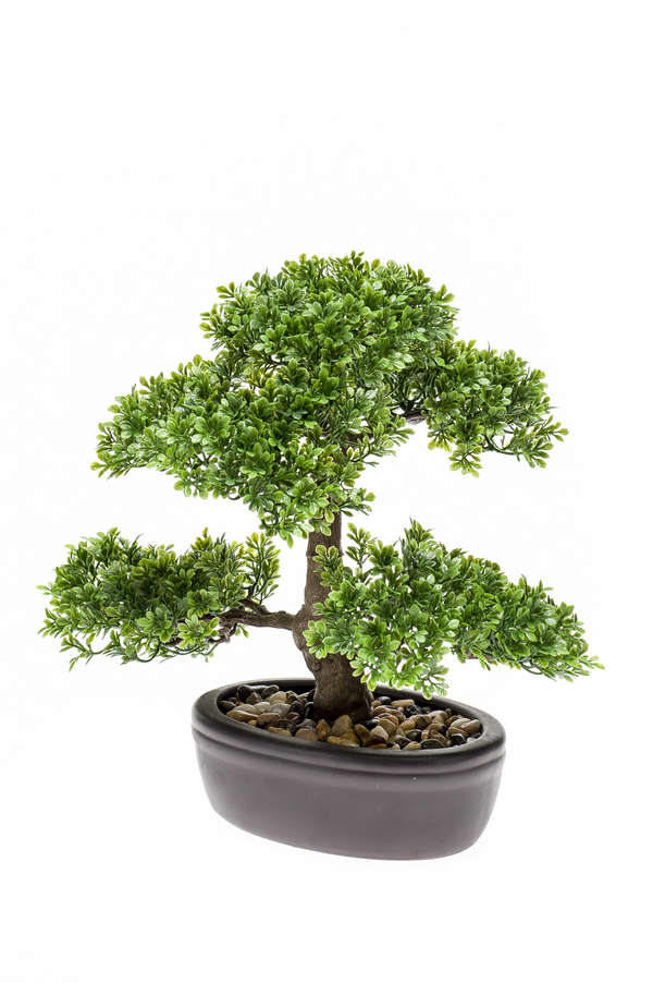 Bonsai Ficus mini květináči, 32cm