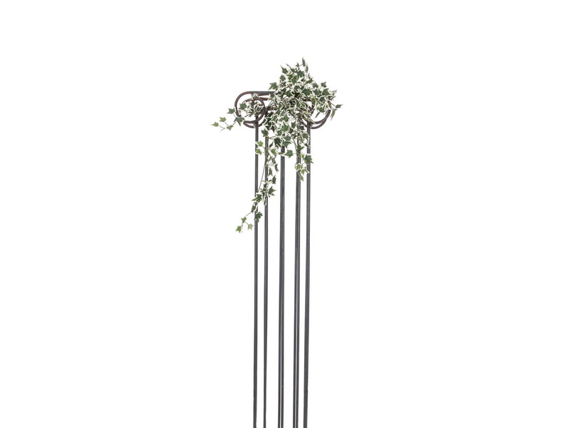 Holandský břečťan panašovaný, 60cm