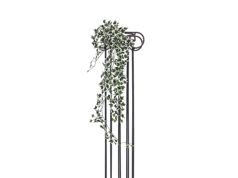 Holandský břečťan panašovaný, 100cm