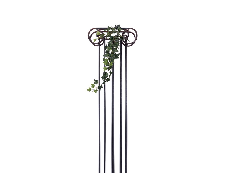 Holandský břečťan zelený, 70cm
