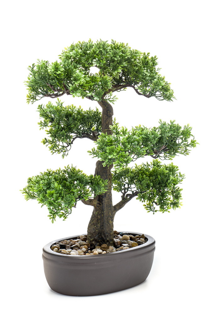 Bonsai Ficus v květináči, 43cm