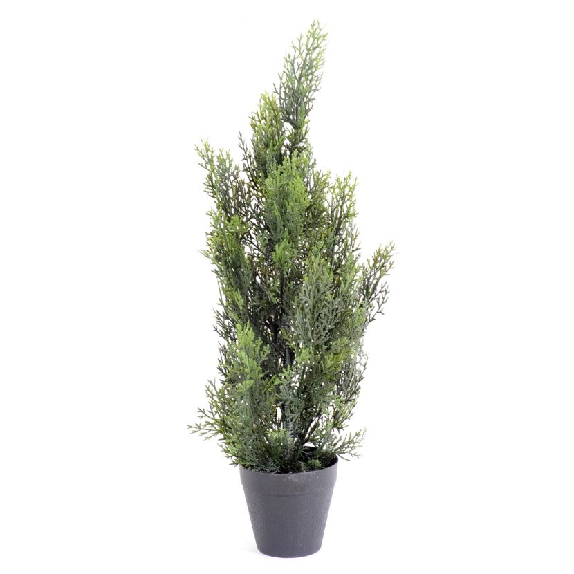 Cypřiš tmavý v květináči, 60cm