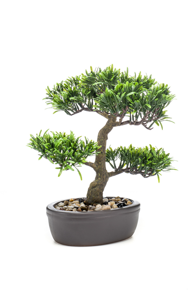 Bonsai Podocarpus v květináči, 32cm