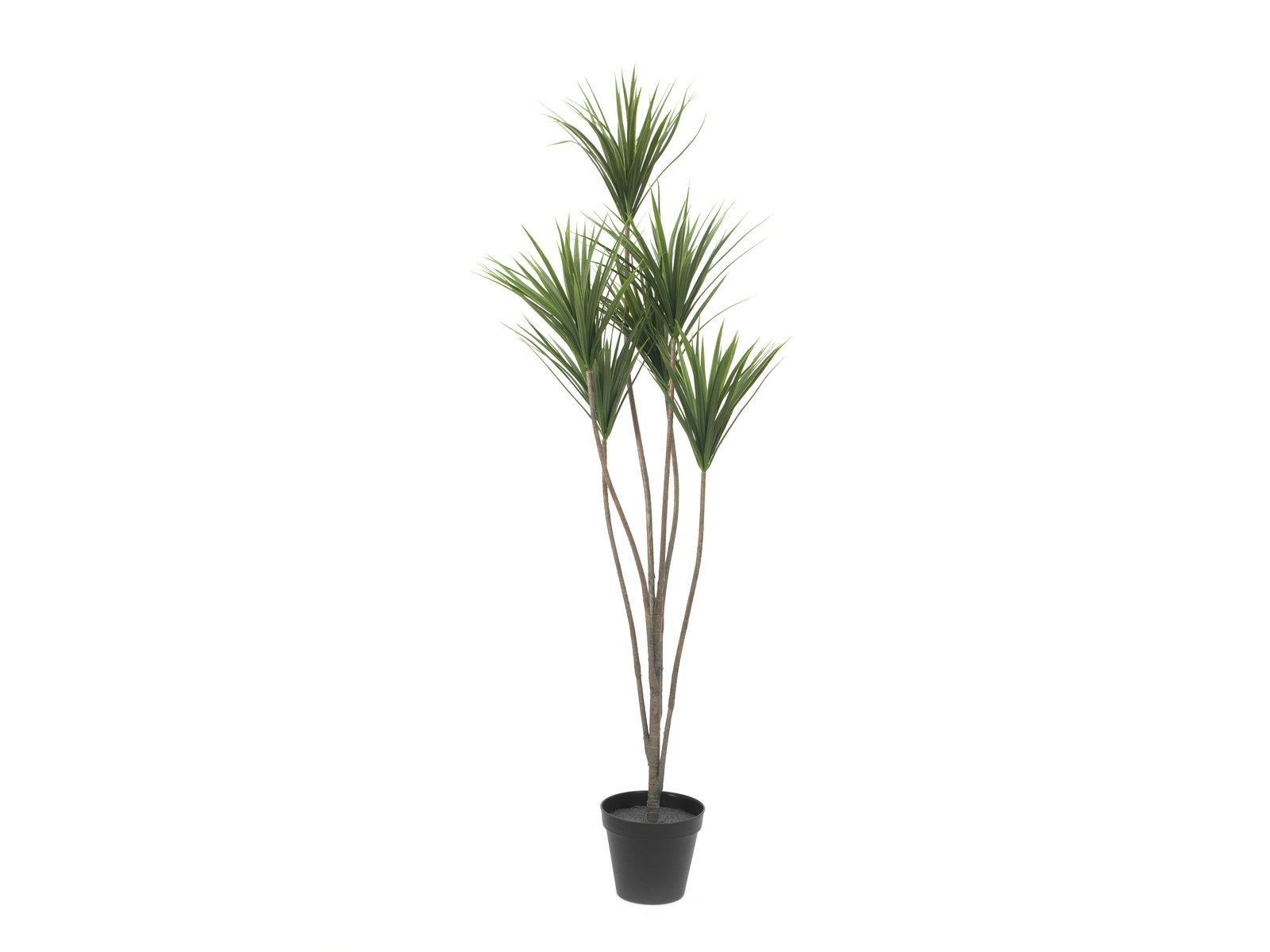 Yucca palma, 130cm