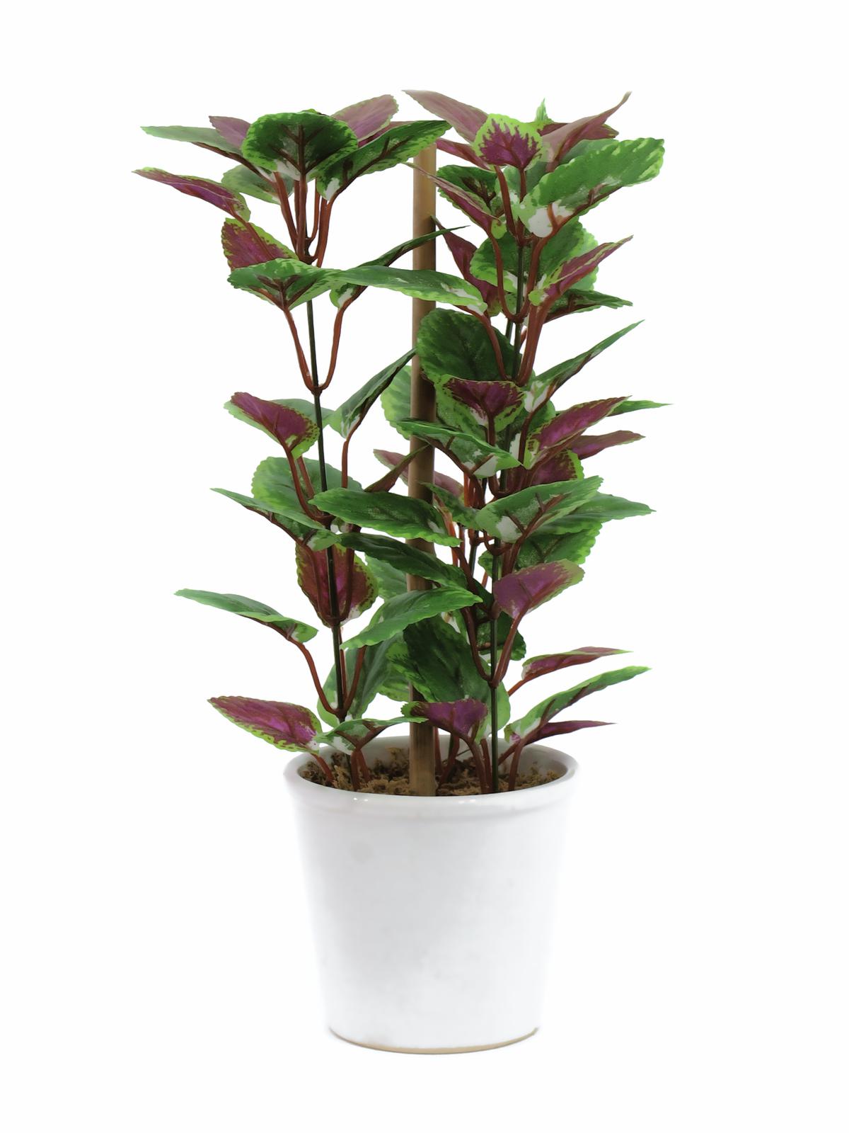 Kopřivenka v květináči 30cm