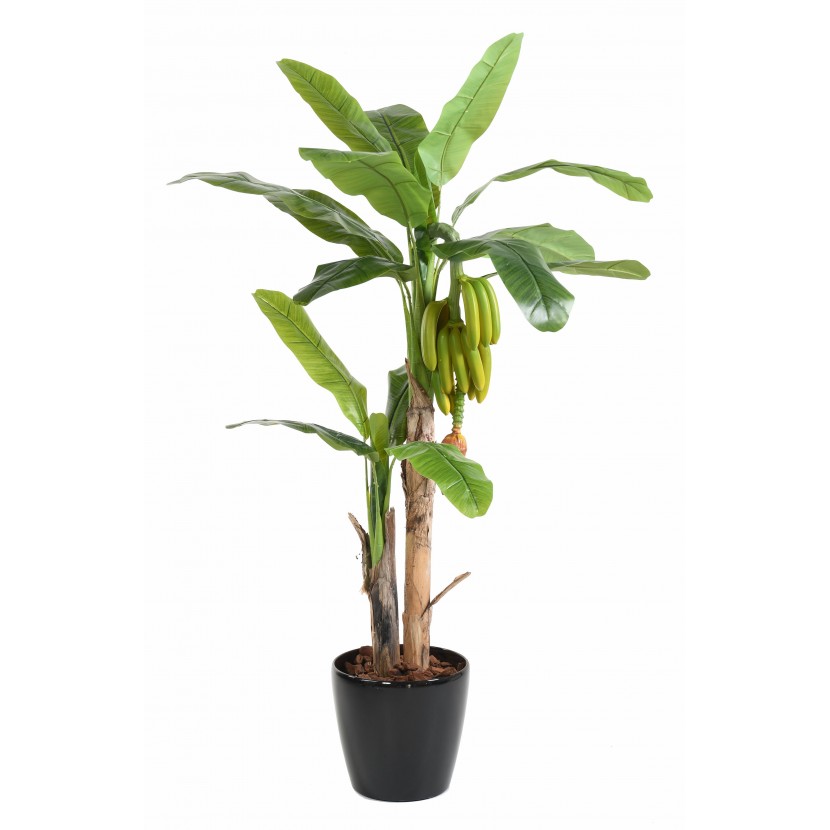 Banánovník palma s plody, 180cm