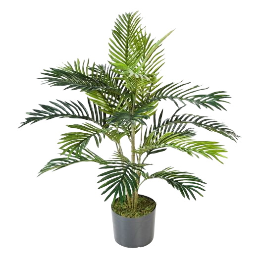 Palma Areca, 90cm