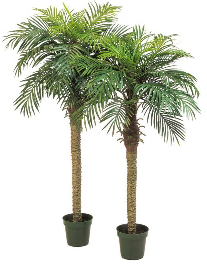 Palma Phoenix, 180cm