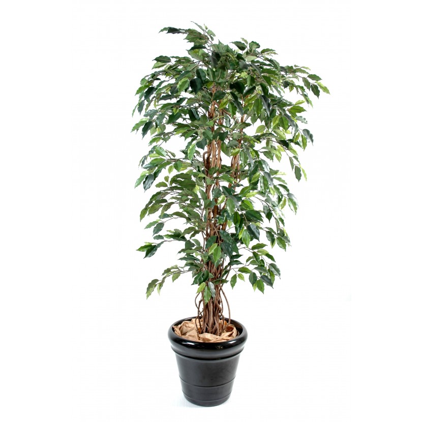Fíkus přírodní kmen liány, 150cm