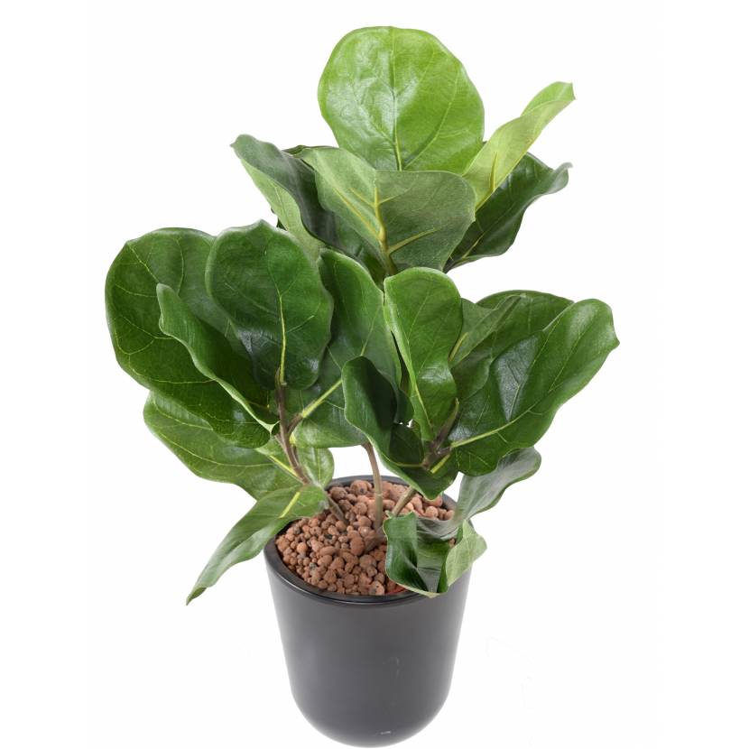 Fíkus Lyrata deluxe, 44cm