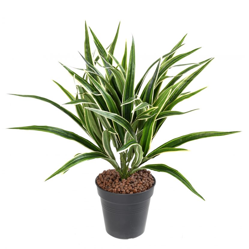 Chlorophytum bez květináče, 40cm