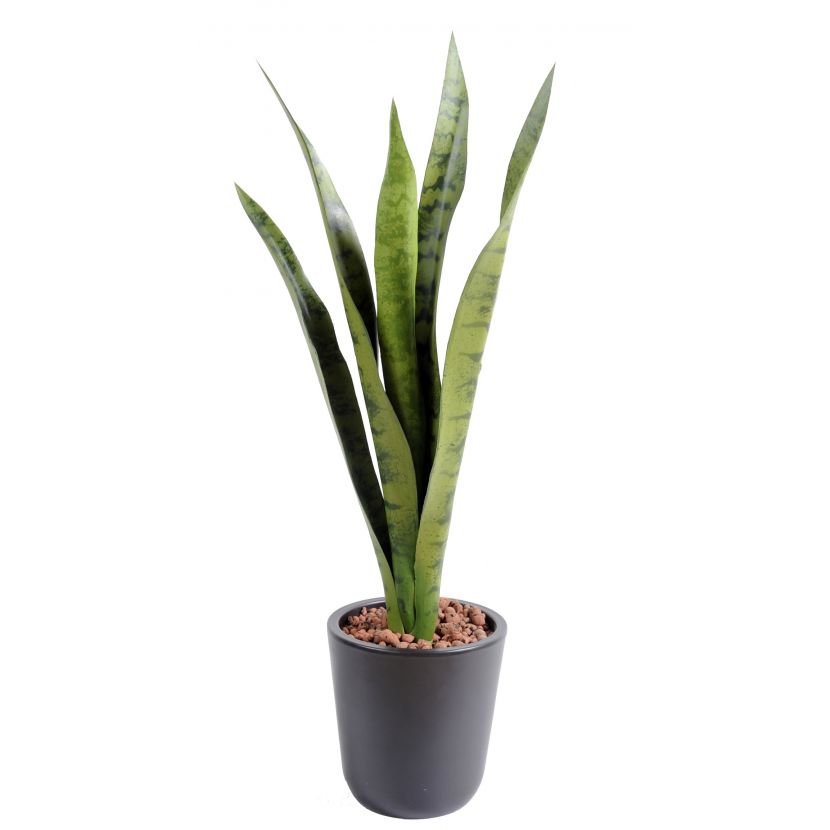 Sansevieria deluxe PE, zelená 60cm