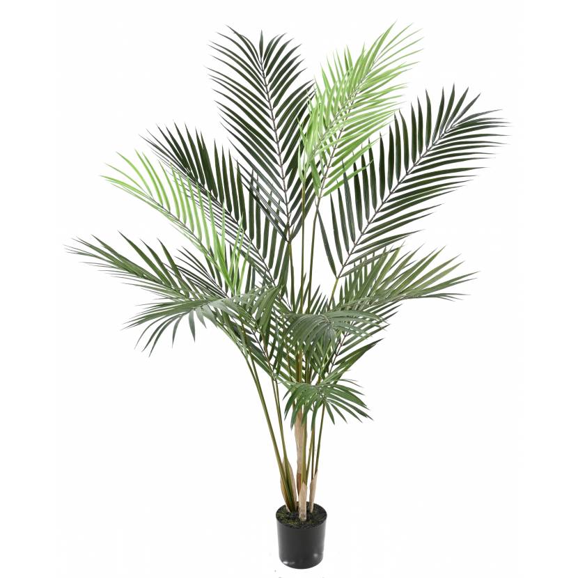Areca palma, 100cm