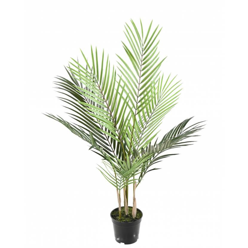 Areca palma, 70cm