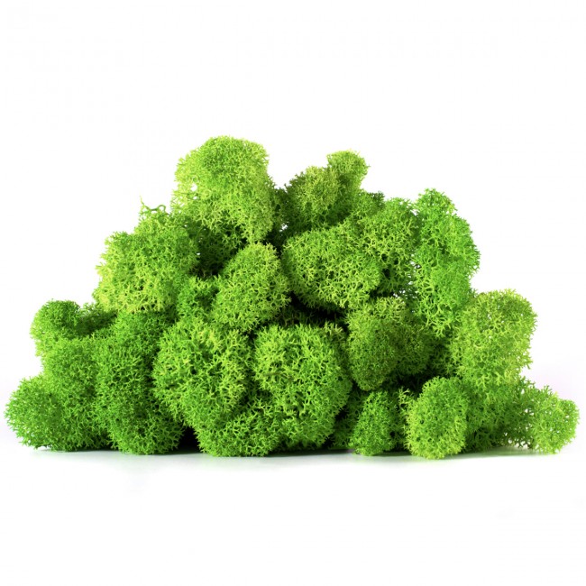 Stabilizovaný mech lišejník 4 kg - světle trávově zelená