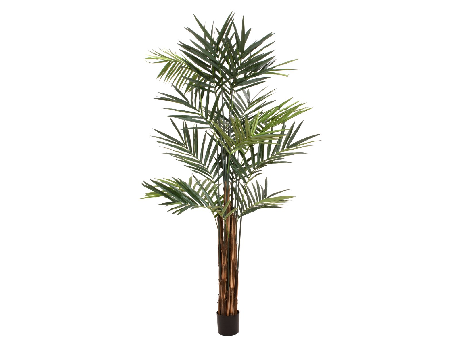 Kentia palma 300cm