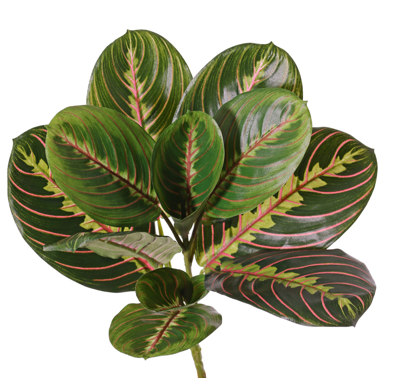 Maranta rostlina, 28cm