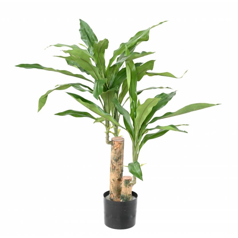 Dracena Fragrances, 60cm