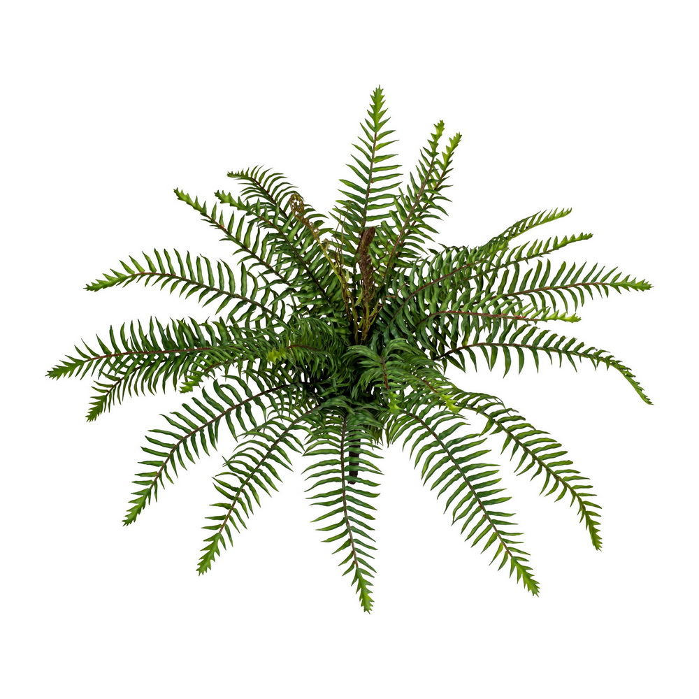 Divoká kapradina, 45cm