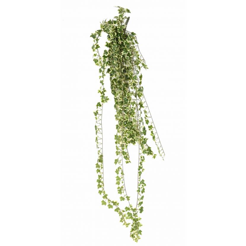 Břečťan popínavý 801 listů s bílým okrajem UV, 130cm
