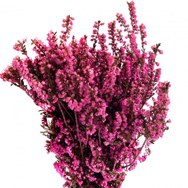 Stabilizovaná rostlina Erica Mediterranea Fuchsia 30-60 cm