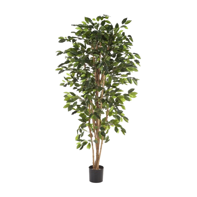 Fikus Nitida přírodní kmen, 120cm