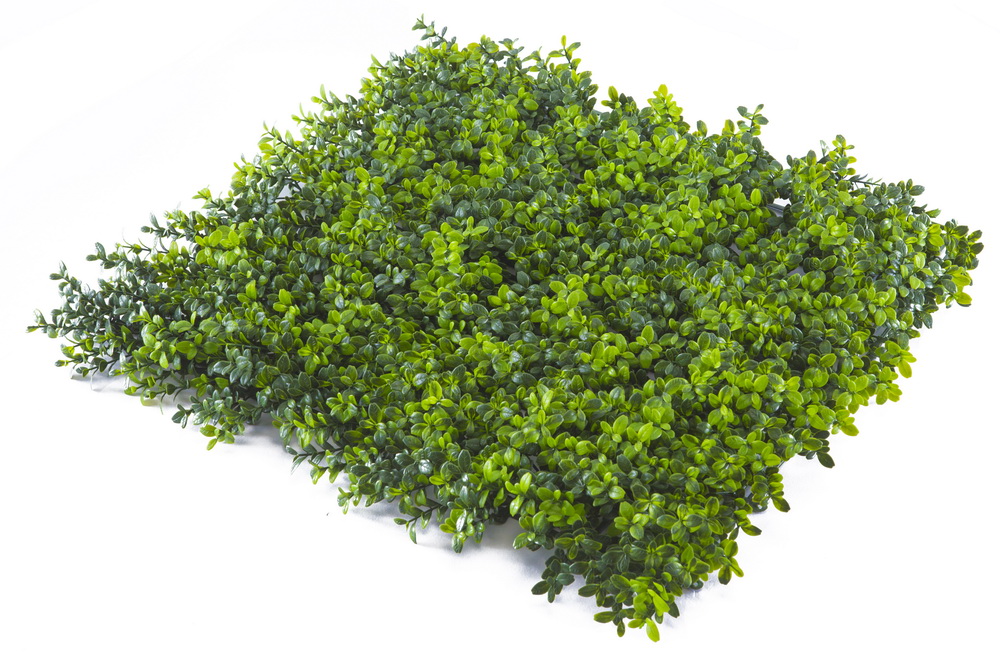 Umělá zelená stěna BUXUS JAPONICUS PREMIUM, dílec 50x50cm, plocha 0,25m2