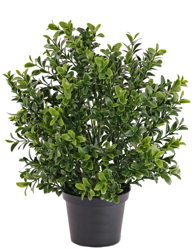 Buxus keřík v květináči, 31cm