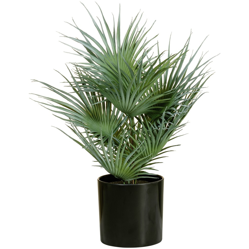 Fan palma v květináči, 55cm