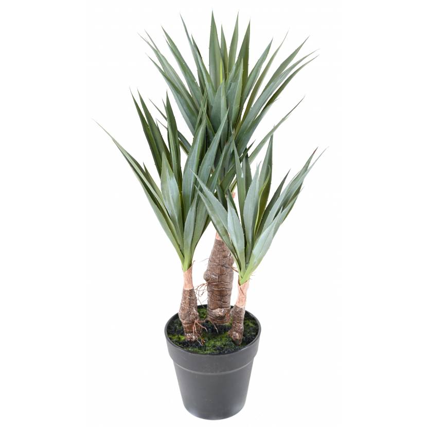 Agáve Sisal kaktus, 55 cm