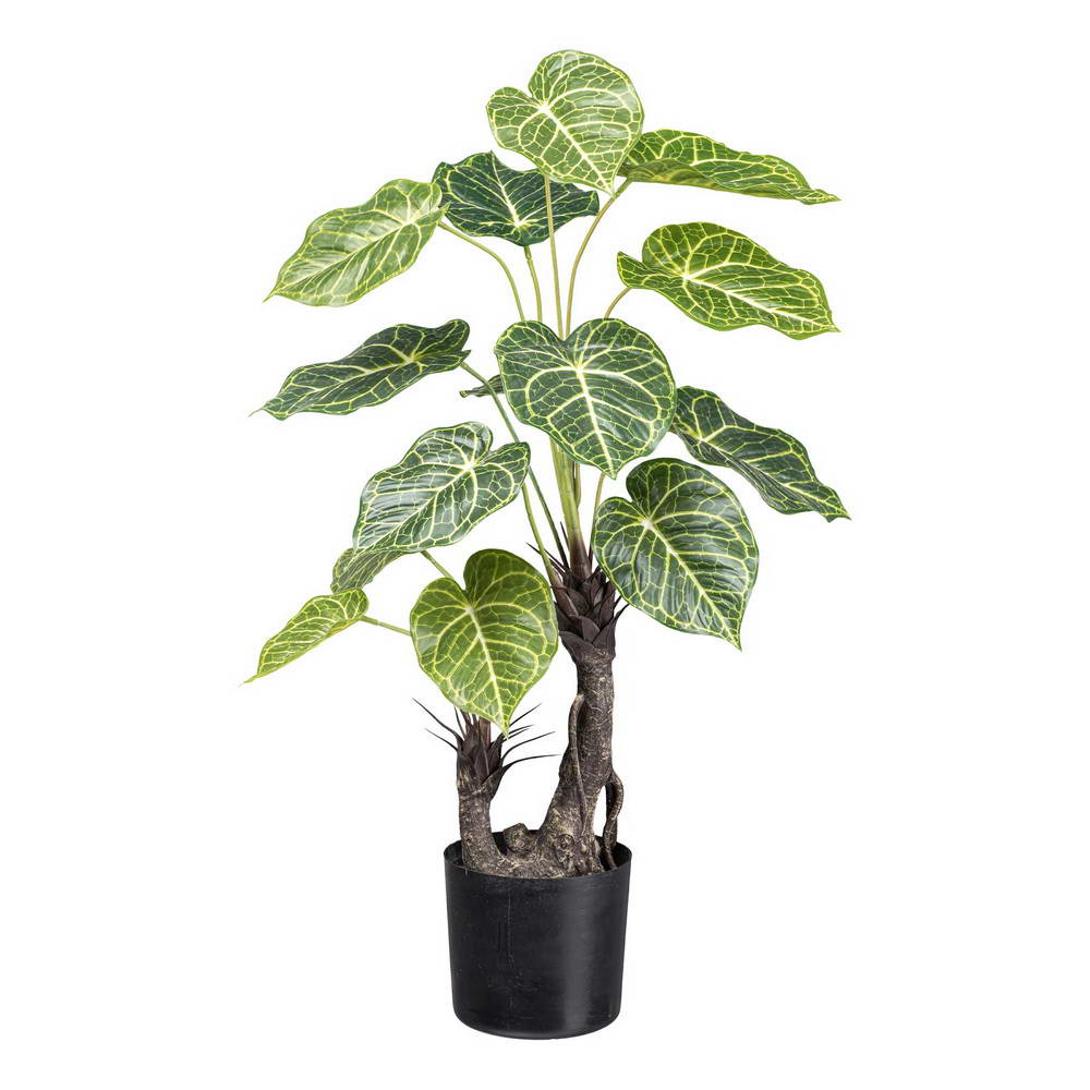 Nephtytis 2 kmeny, 70cm