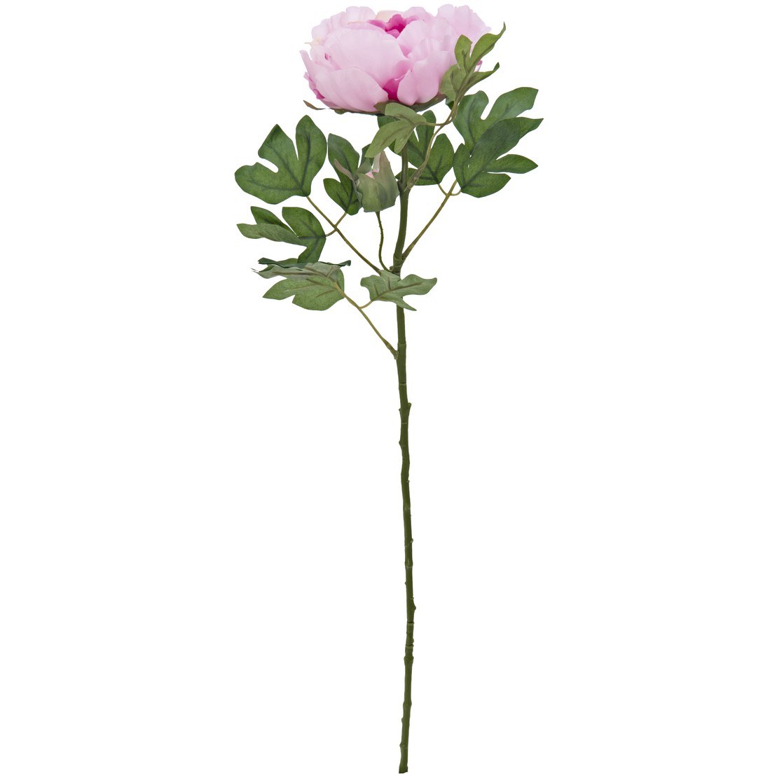 Pivoňka růžová, 80cm