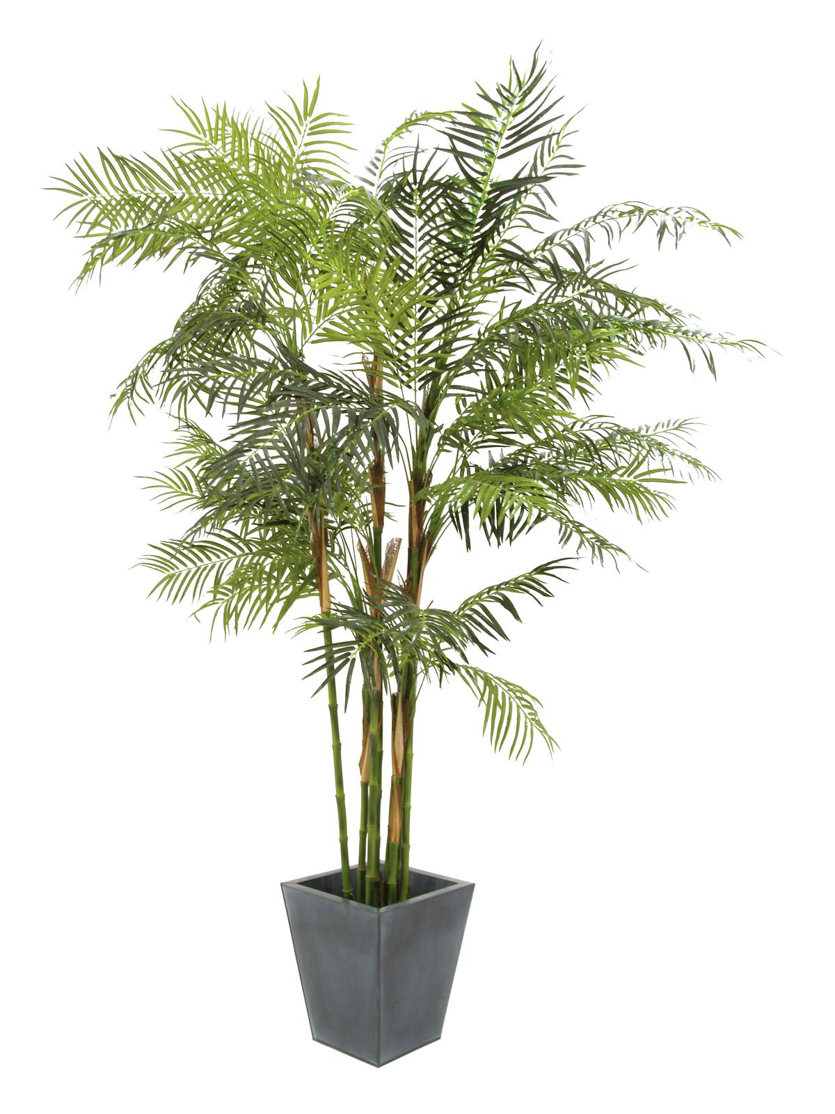 Cycas palma, 280cm