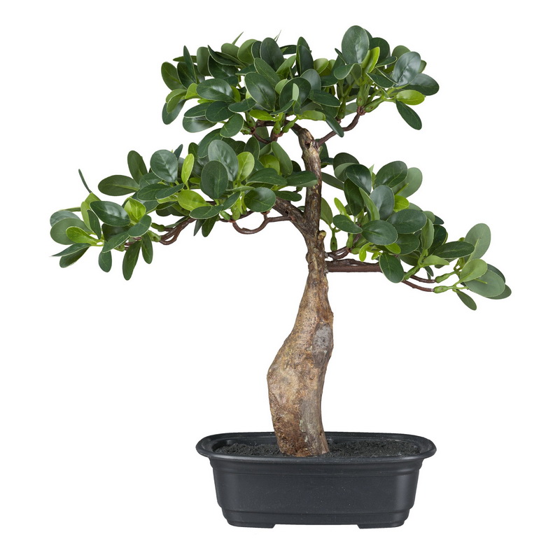 Bonsai ficus, 35cm