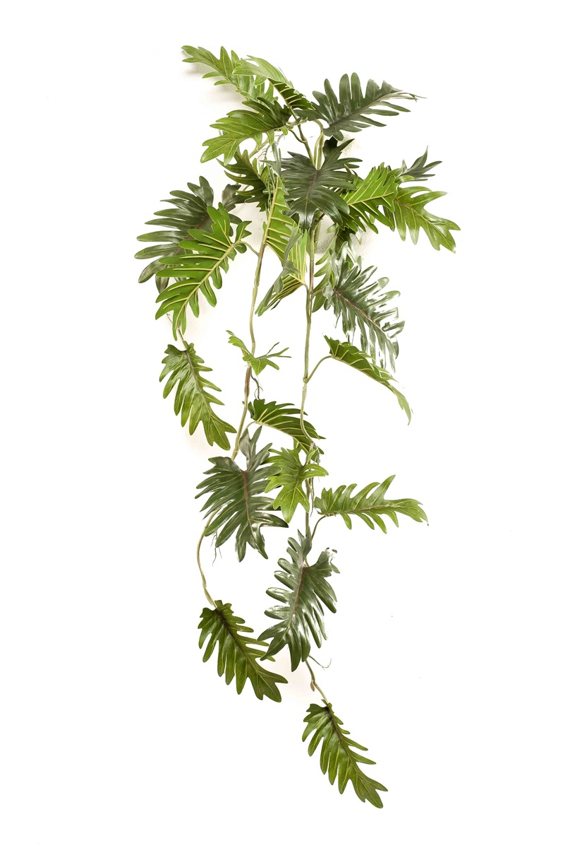 Popínavý Philodendron, 90cm