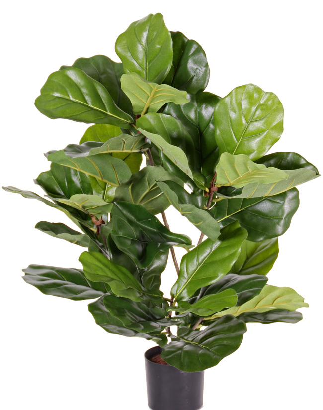 Ficus Lyrata de Luxe, 70cm