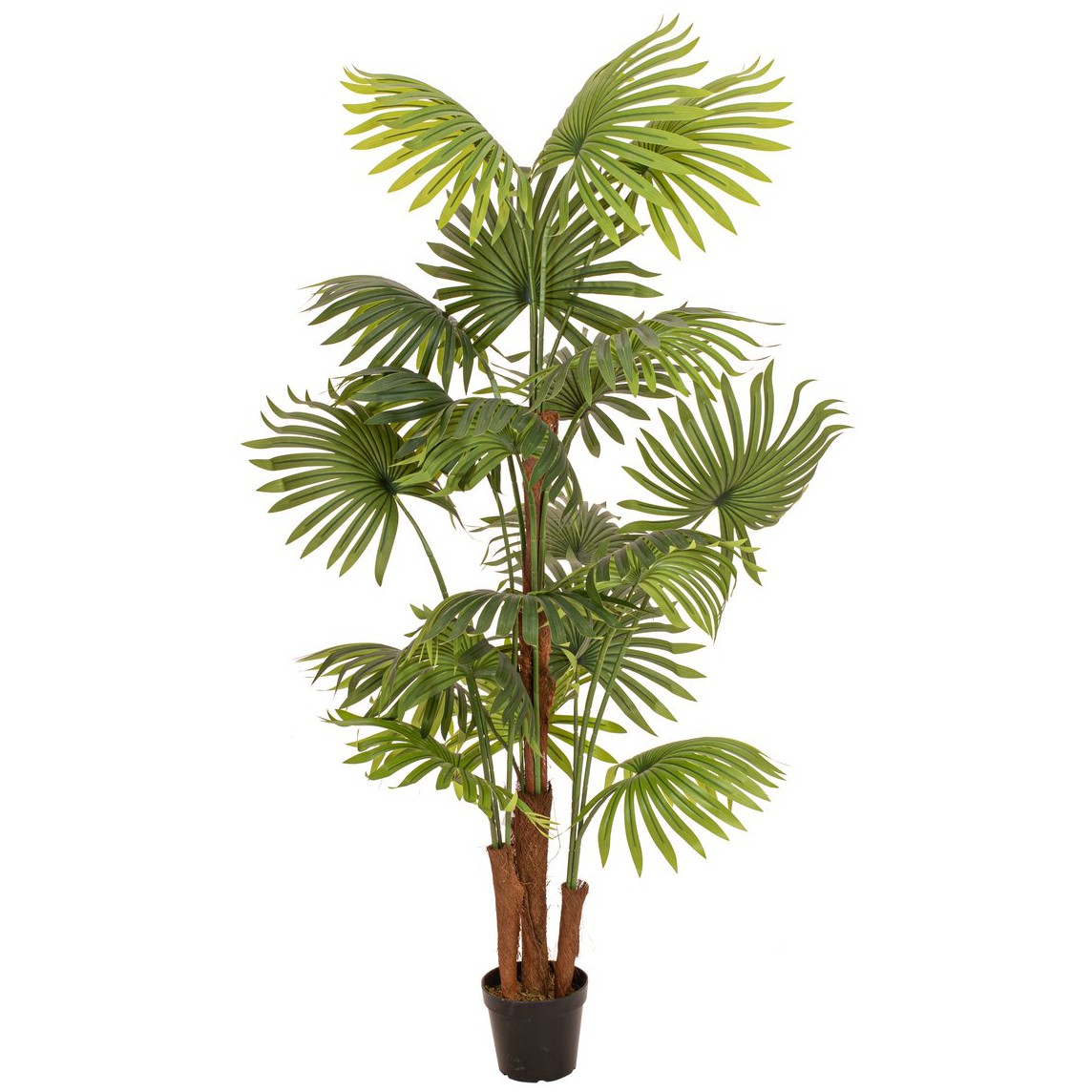 Fan palma, 165 cm