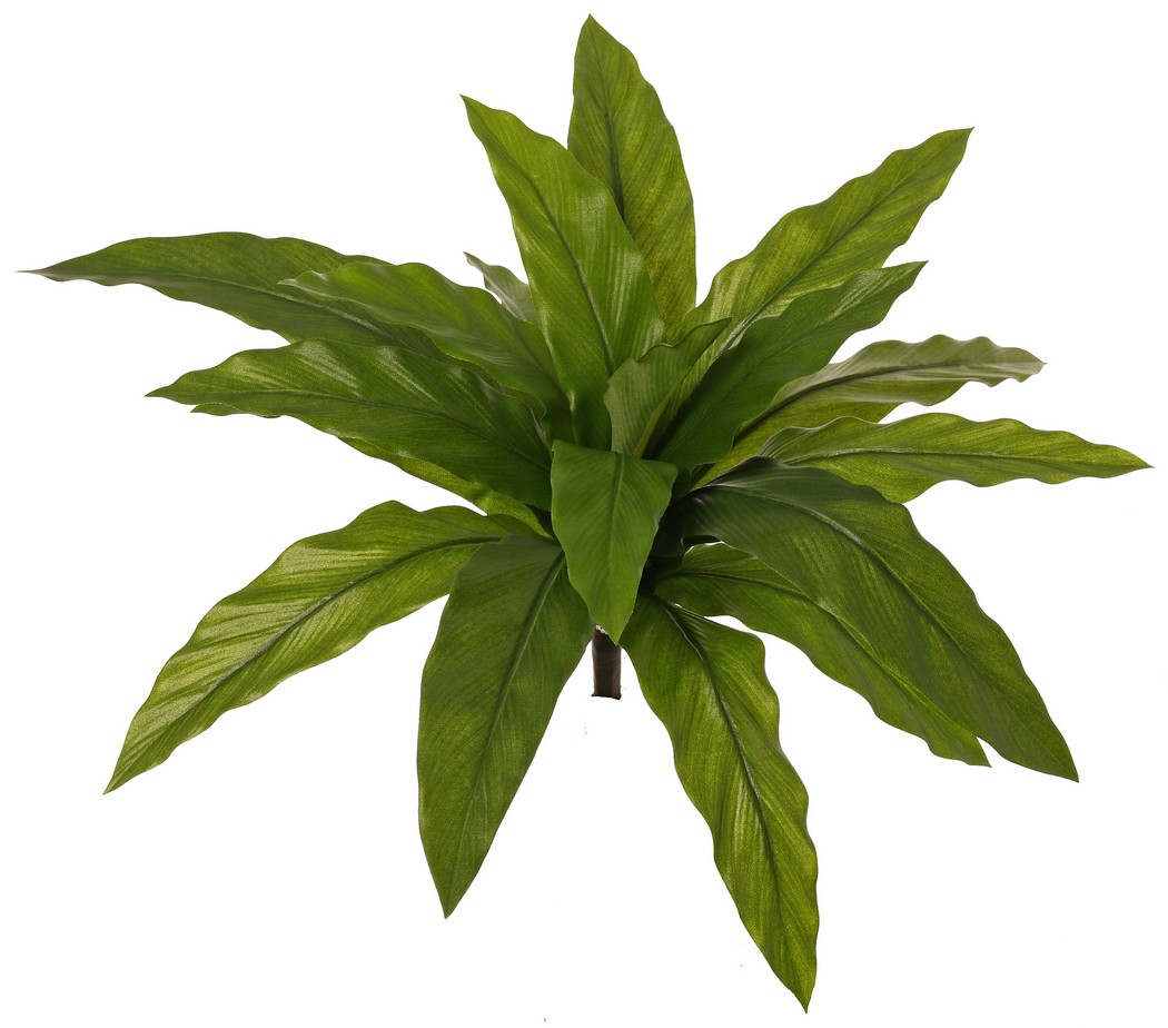 Asplenium 18 listů, 45cm