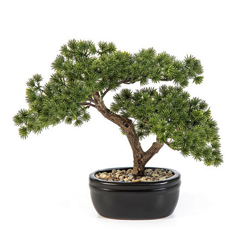 Bonsai borovice Mini v květináči, 26cm